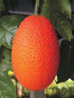 Credit: © AVRDC – The World Vegetable Center Fully ripe fruit