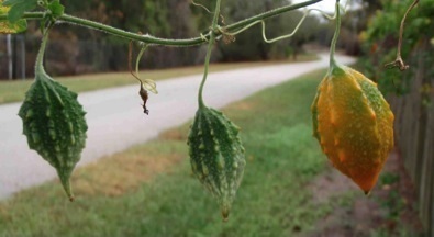 Credit: © Green Deane Three gourds on a vine