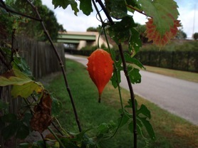 Credit: © Green Deane red toxic fruit