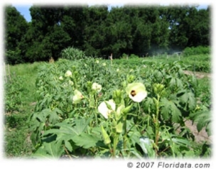 Credit: © 2007 Floridata.com