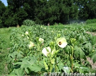 Credit: © 2007 Floridata.com Okra in Community Garden at Florida A&M University
