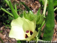 Credit: © 2007 Floridata.com Okra Blossom