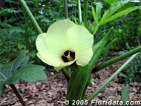 Credit: © 2005 Floridata.com Okra Blossom and Pod
