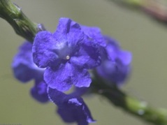 Credit: Green Deane, eattheweeds.com Flowers taste like mushrooms