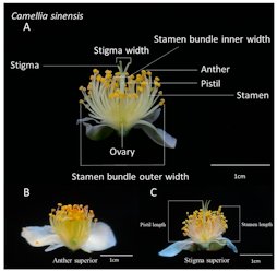 Relationship between Flower Phenotypic Traits and Fruit Yields in Tea