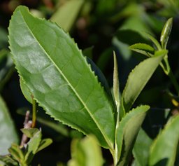 Camellia sinensis leaf
