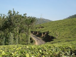 A tea plantation in India with a road visible.