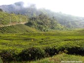 BOH Sungei Palas Tea Plantation, Cameron Highlands, the largest tea plantation in Malaysia