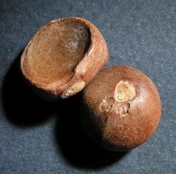 Fruits of Camellia sinensis