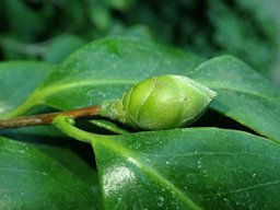 Camellia sinensis, Dendrological Garden in Przelewice, Poland